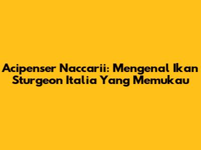 Acipenser Naccarii: Mengenal Ikan Sturgeon Italia Yang Memukau