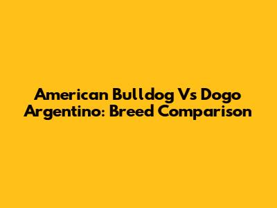 American Bulldog Vs Dogo Argentino: Breed Comparison