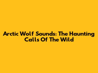 Arctic Wolf Sounds: The Haunting Calls Of The Wild