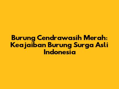 Burung Cendrawasih Merah: Keajaiban Burung Surga Asli Indonesia