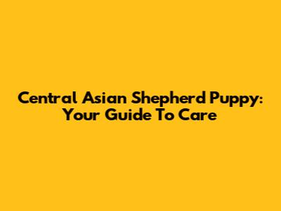Central Asian Shepherd Puppy: Your Guide To Care