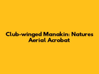 Club-winged Manakin: Nature's Aerial Acrobat