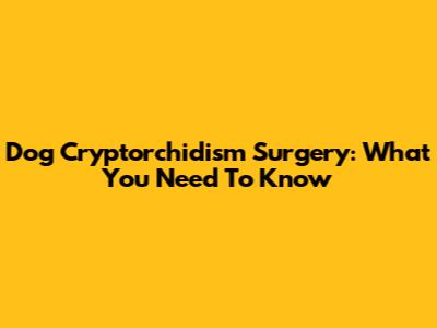 Dog Cryptorchidism Surgery: What You Need To Know