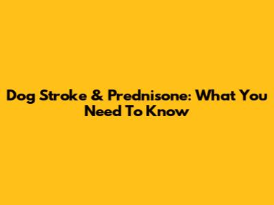 Dog Stroke & Prednisone: What You Need To Know