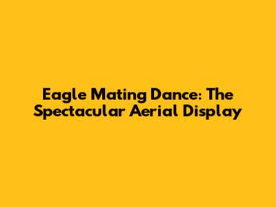 Eagle Mating Dance: The Spectacular Aerial Display
