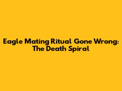 Eagle Mating Ritual Gone Wrong: The Death Spiral
