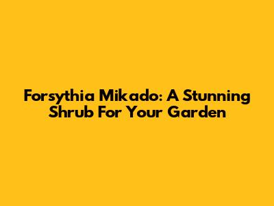 Forsythia Mikado: A Stunning Shrub For Your Garden