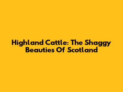 Highland Cattle: The Shaggy Beauties Of Scotland