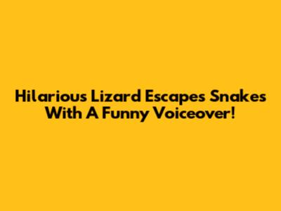 Hilarious Lizard Escapes Snakes With A Funny Voiceover!