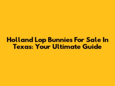 Holland Lop Bunnies For Sale In Texas: Your Ultimate Guide