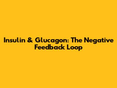 Insulin & Glucagon: The Negative Feedback Loop