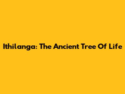 Ithilanga: The Ancient Tree Of Life