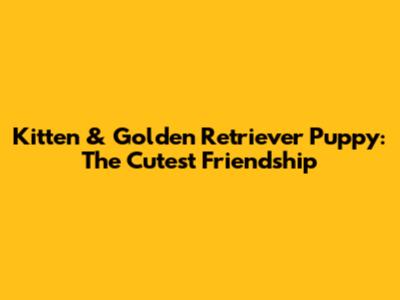Kitten & Golden Retriever Puppy: The Cutest Friendship