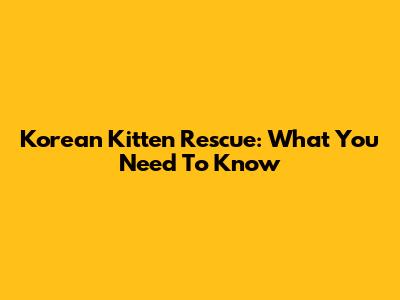 Korean Kitten Rescue: What You Need To Know