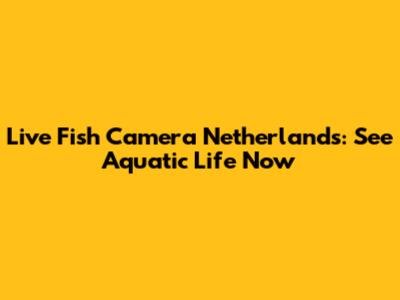 Live Fish Camera Netherlands: See Aquatic Life Now