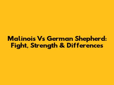 Malinois Vs German Shepherd: Fight, Strength & Differences