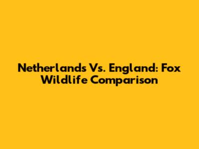 Netherlands Vs. England: Fox Wildlife Comparison