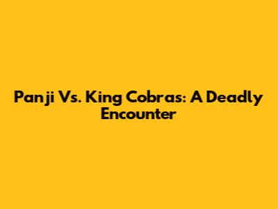 Panji Vs. King Cobras: A Deadly Encounter