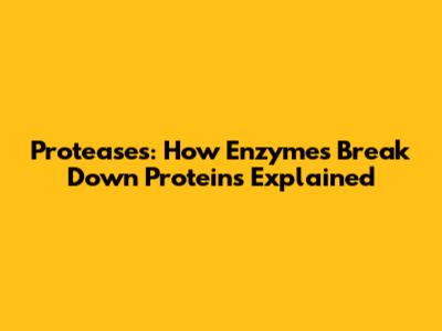 Proteases: How Enzymes Break Down Proteins Explained