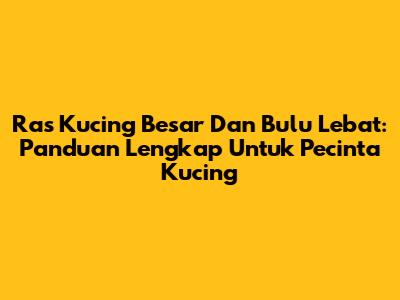 Ras Kucing Besar Dan Bulu Lebat: Panduan Lengkap Untuk Pecinta Kucing