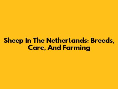 Sheep In The Netherlands: Breeds, Care, And Farming