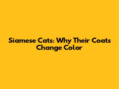 Siamese Cats: Why Their Coats Change Color