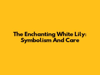 The Enchanting White Lily: Symbolism And Care