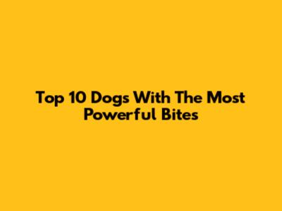 Top 10 Dogs With The Most Powerful Bites