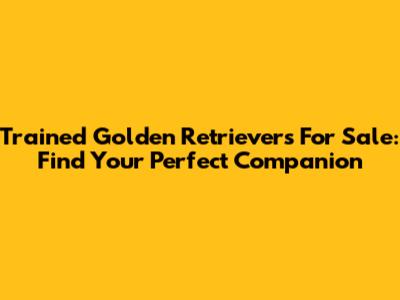 Trained Golden Retrievers For Sale: Find Your Perfect Companion