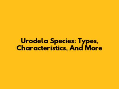Urodela Species: Types, Characteristics, And More