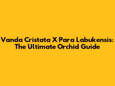 Vanda Cristata X Para Labukensis: The Ultimate Orchid Guide