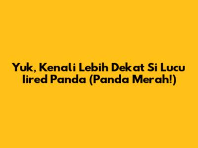 Yuk, Kenali Lebih Dekat Si Lucu Iired Panda (Panda Merah!)